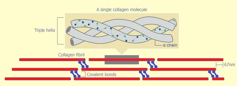 Collagen Figure